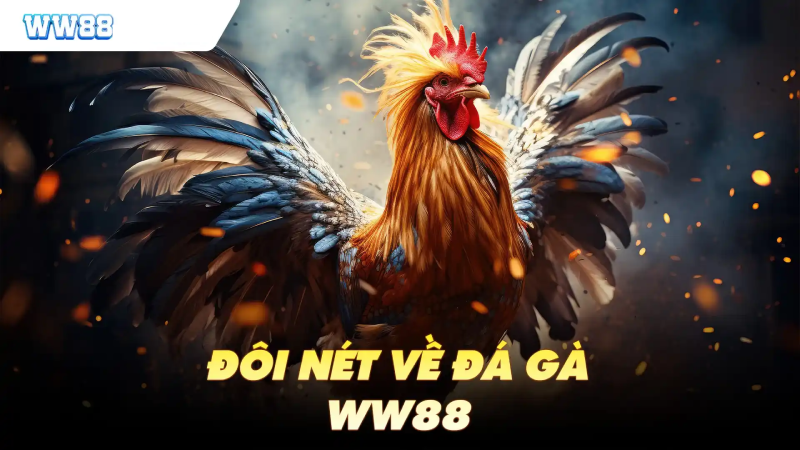 Đôi nét về đá gà ww88